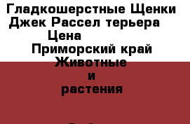 Гладкошерстные Щенки Джек Рассел терьера  › Цена ­ 25 000 - Приморский край Животные и растения » Собаки   . Приморский край